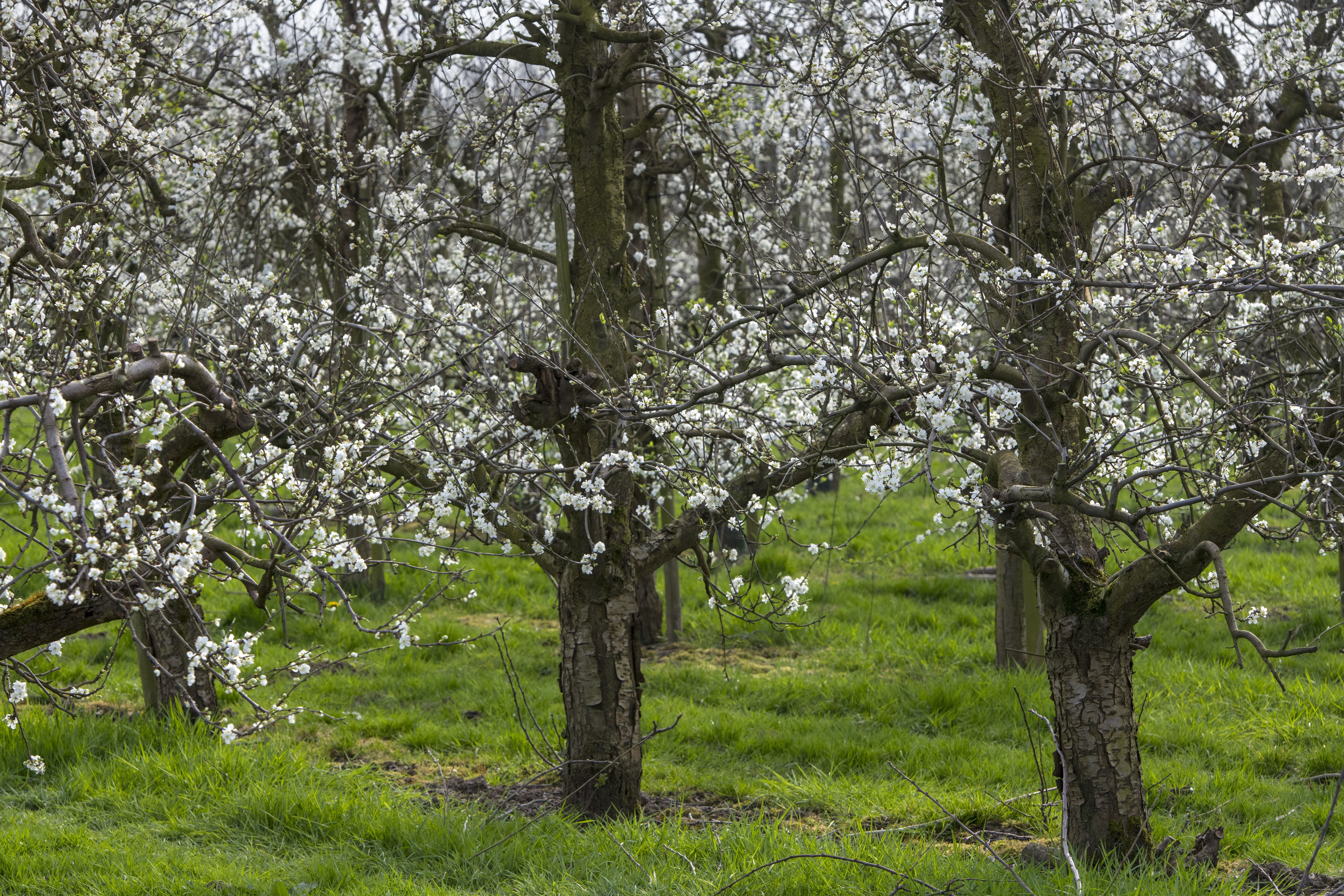 Frustratie Gelderse gemeenten en telers over drinkwaterwinning