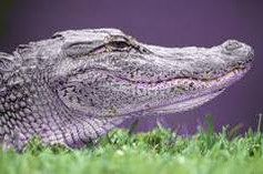 paarse-krokodil.bmp