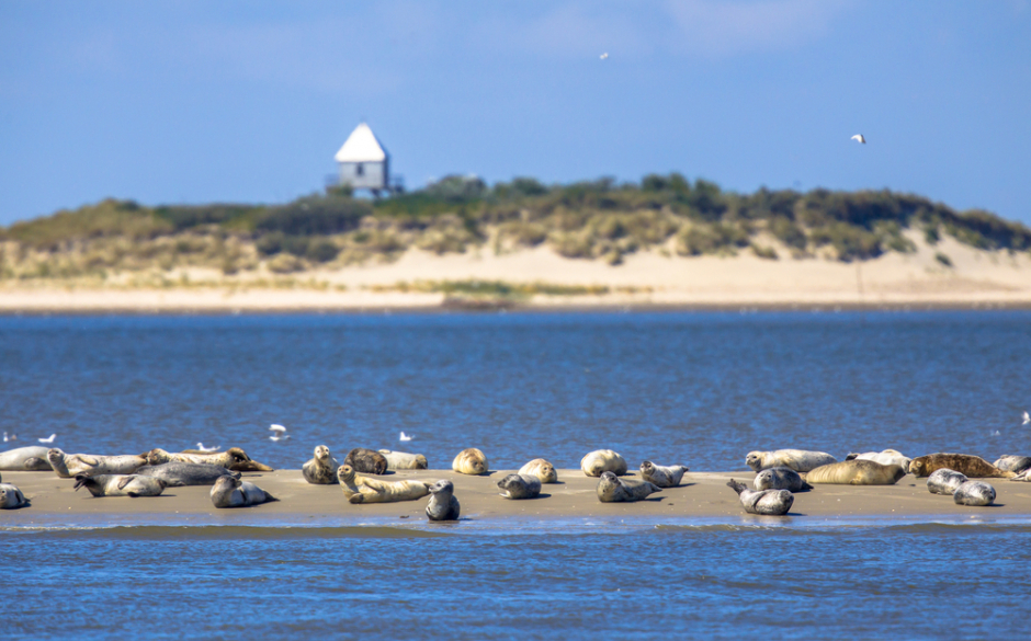 Waddenzee - zeehonden op een zandbank