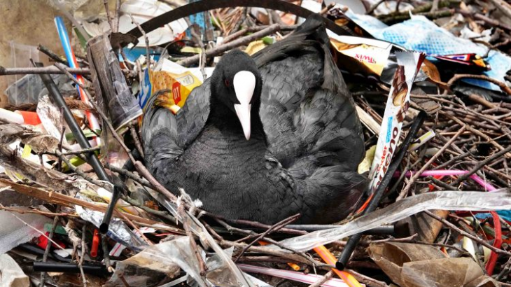 Vogel in afval