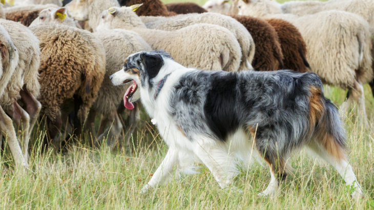 schapen en kuddebeschermingshond