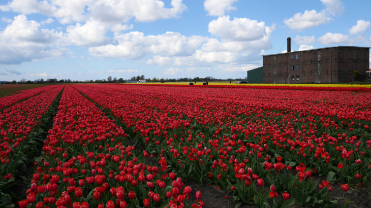 Bollenstreek 