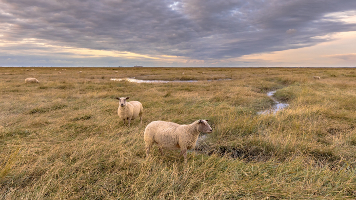 hedwigepolder