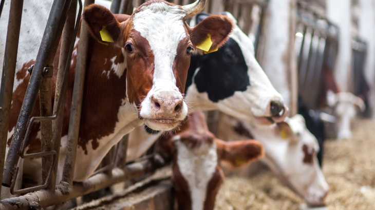 intensieve veehouderij