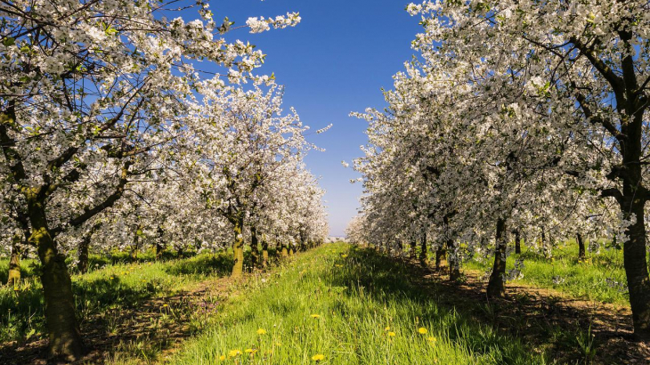 Fruitbomen in bloei