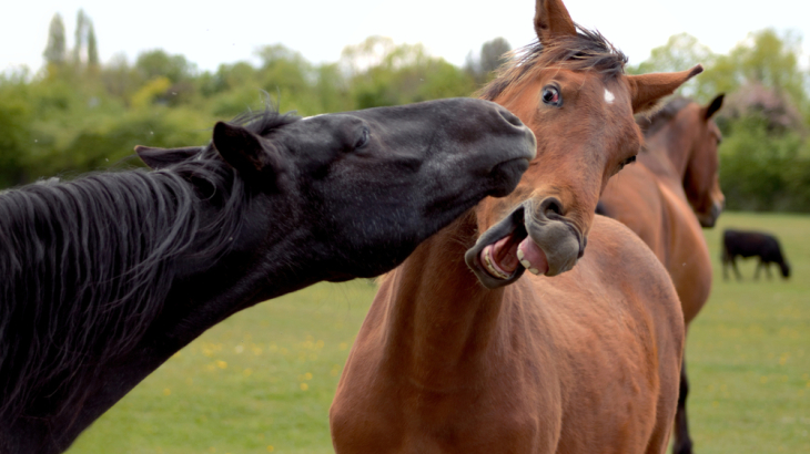 paarden