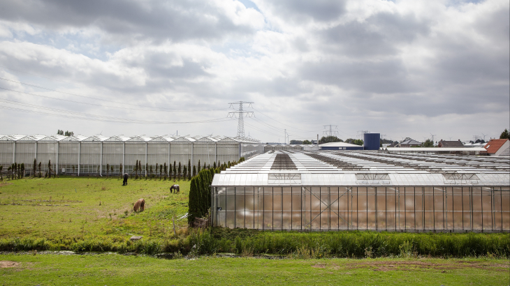 Glastuinbouw in Naaldwijk, gemeente Westland