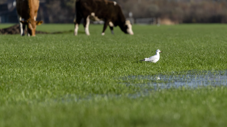 Een weiland met hoog grondwaterpeil.