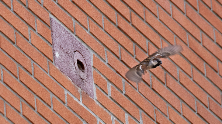 Een baksteen als nestkast voor een huismus in een nieuwbouwwoning.