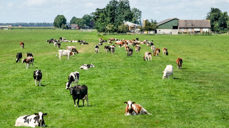 Een weiland met koeien bij Kamperzeedijk in Overijssel.