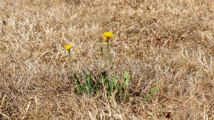 Droogte met bloemen