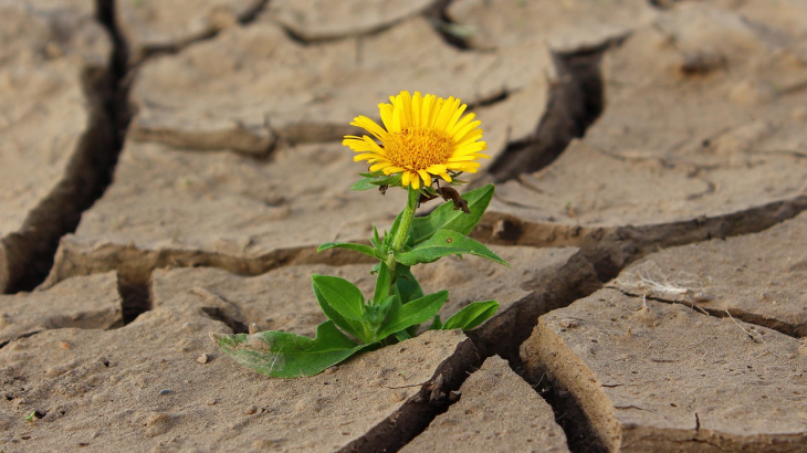 Droogte met bloem