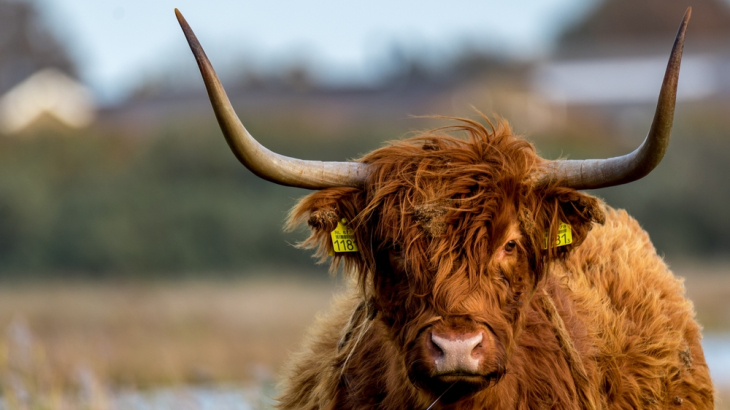 Schotse hooglander