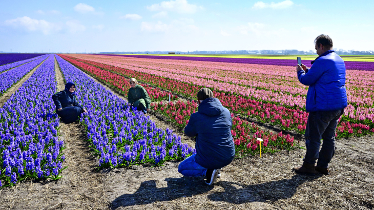 Bollenvelden in Noord-Holland in begin april dit jaar.