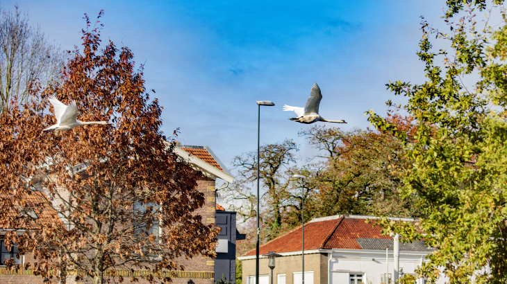 Zwanen vliegen voorlangs woningen in Apeldoorn.