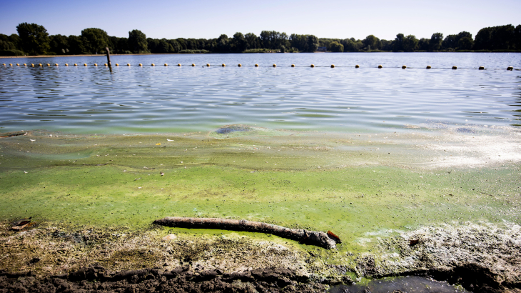 Blauwalg in de zomer van 2022 in zwemplas Delftse Hout.