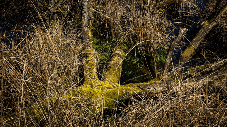 Mosgroei in natuurgebied de Deurnsche Peel in Noord-Brabant.