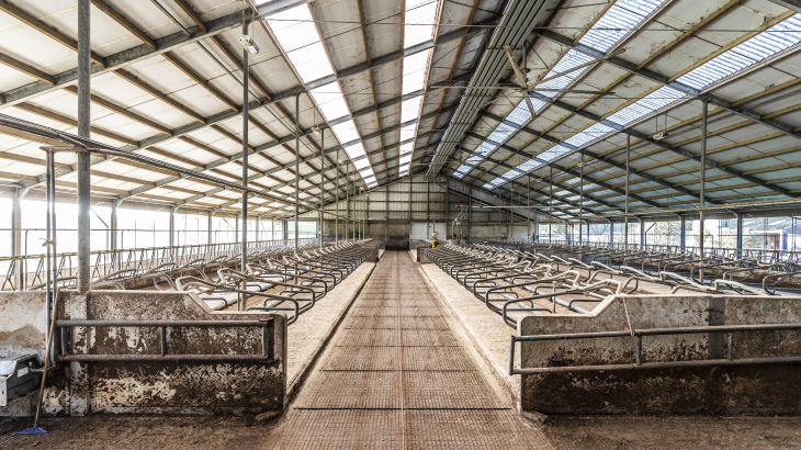 De lege koeienstal vorig jaar van een in Weert in Limburg uitgekochte veehouder.