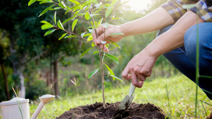 Boom planten