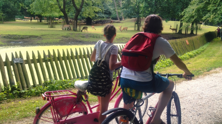 Fietsers passeren een hertenkamp