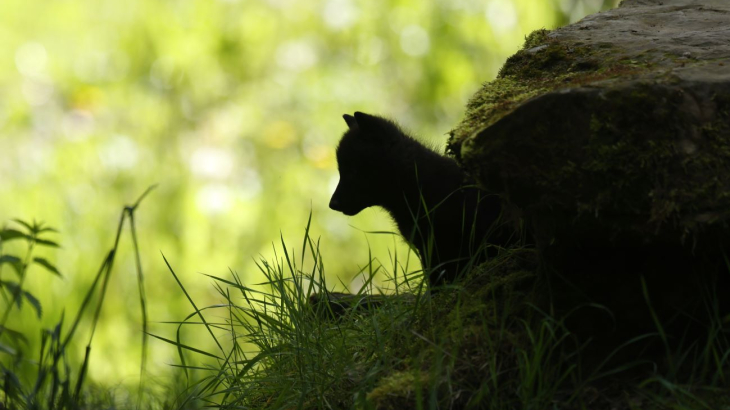 Silhouet jonge wolf in Duitsland