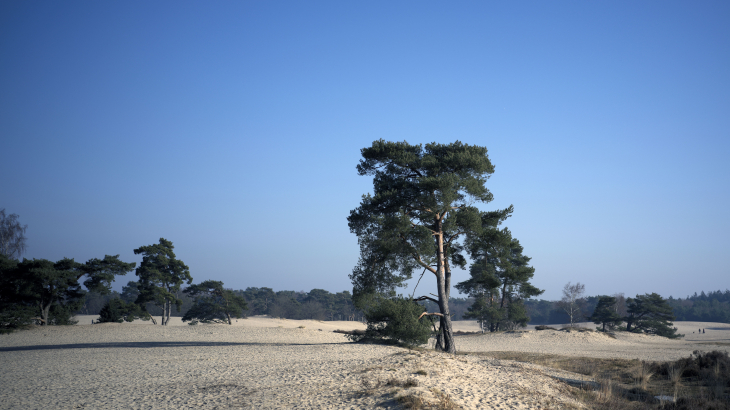 De Soester Duinen is een natuurgebied in de gemeente Soest in de Nederlandse provincie Utrecht.