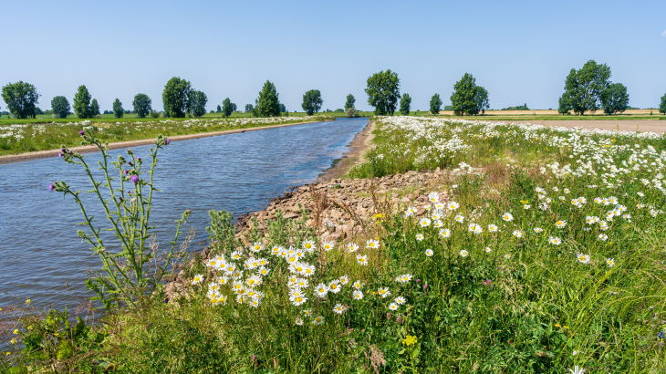 De Bergsche Maas.