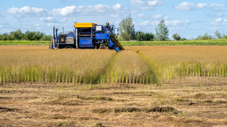 Het oogsten van vlas in het agrarisch gebied van de Biesbosch, begin augustus.