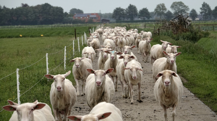 Foto: ANP / Hollandse Hoogte / Fred Hoogervorst