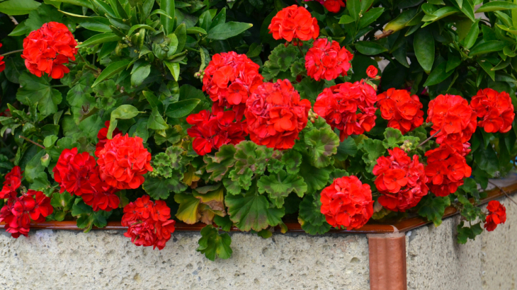 Achter de geraniums