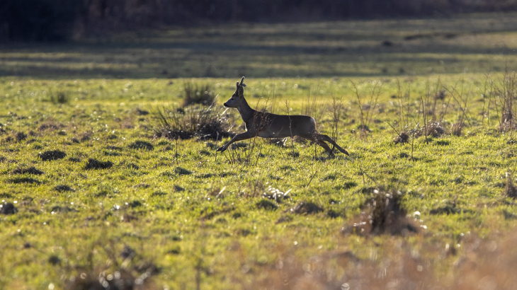 Een ree in het Nationaal Park Drentsche Aa afgelopen januari.