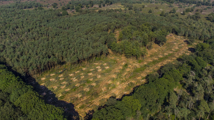Natuurorganisaties kapten vorig jaar bomen in het Nationaal Park Sallandse Heuvelrug, met oog op meer ruimte voor de voedselarme heide.