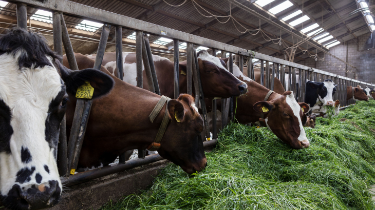 De koeien van boerderij De Volkelse Hooiberg, in Volkel, staan op stal en hebben zojuist vers gras gekregen. 