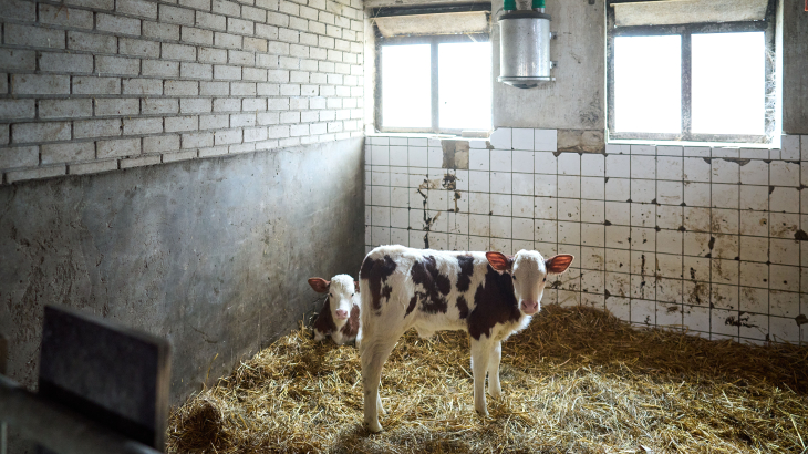 Kalfjes in de stal van melkveehouder Arnold van Adrichem van Zuivelcoöperatie Delflandshof in Zuid-Holland.