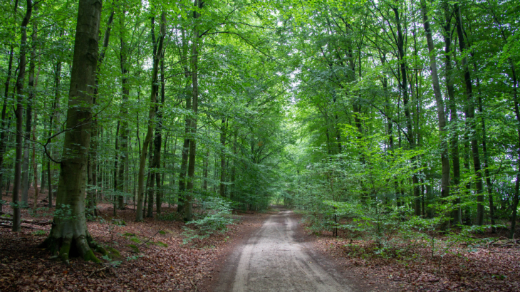 Het Reichswald bij Kleve.