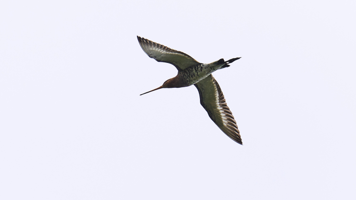 Een grutto vliegt boven een veenweidegebied in Krimpenerwaard in Zuid-Holland.