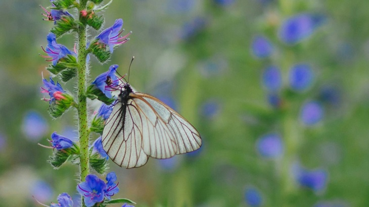 Biodiversiteit