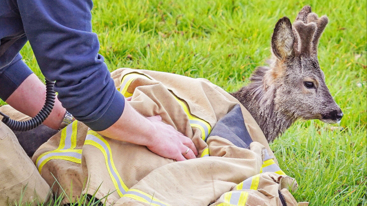 In maart redde de brandweer drie reeën uit het Noord-Willemskanaal in Drenthe.