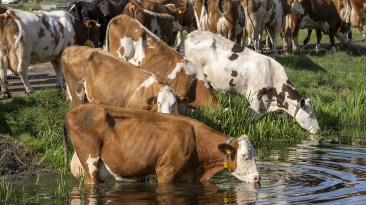 Koeien drinken uit een sloot, in de buurt van Voorschoten in Zuid-Holland.