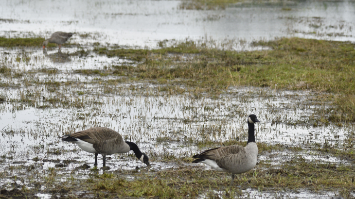 Canadese ganzen op een nat weiland bij het Noord-Brabantse dorp Terheijden.