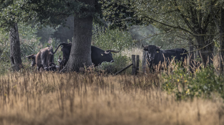 ANP Weert natuur