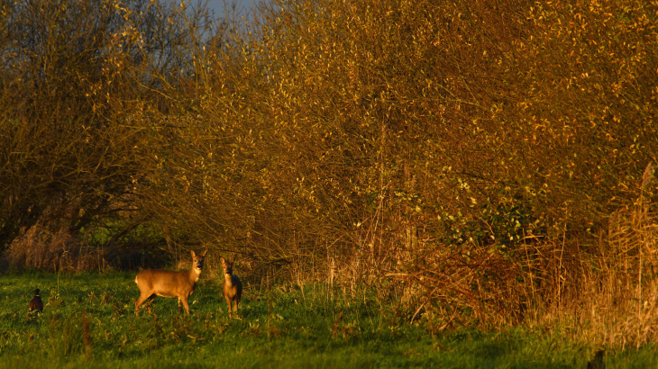 Reeeën kortgeleden tijdens het gouden uur in een natuurgebied nabij Terheijden, in Noord-Brabant.