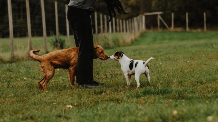 Honden spelen Shutterstock