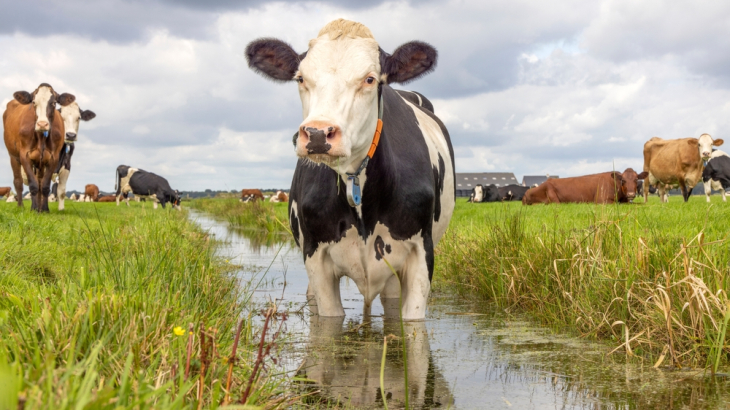 Te veel meststoffen in Nederlandse sloten.