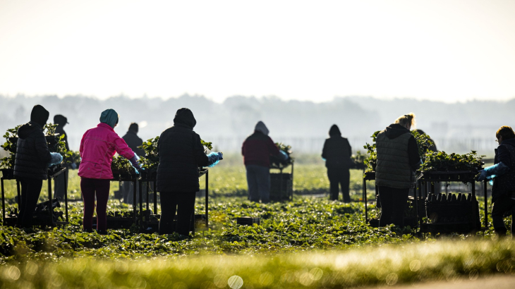 ANP Arbeidsmigranten veld