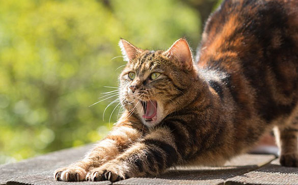 yoga---kat-rekt-zich-uit.jpg