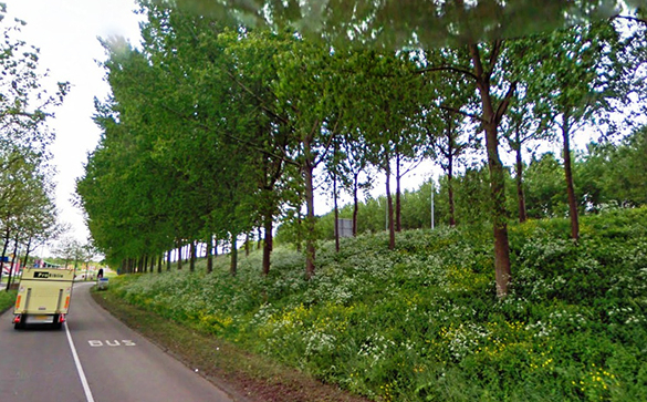 bomen-langs-weg.jpg