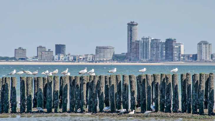 Vlissingen gezien vanaf Breskens - uitzicht over de Westerschelde - Shutterstock