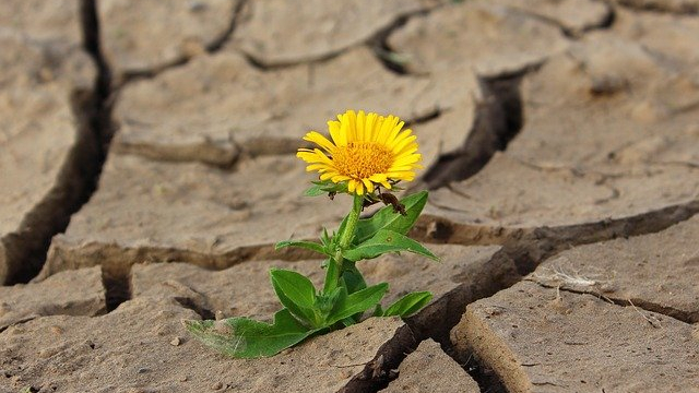 droogte---bloem---pixabay-887443-640.jpg