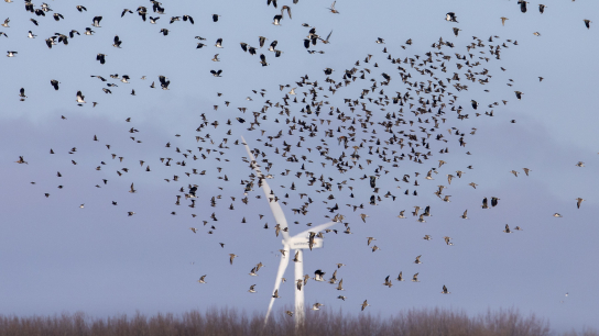 Een windturbine bij het Gelderse natuurgebied Arkemheen.